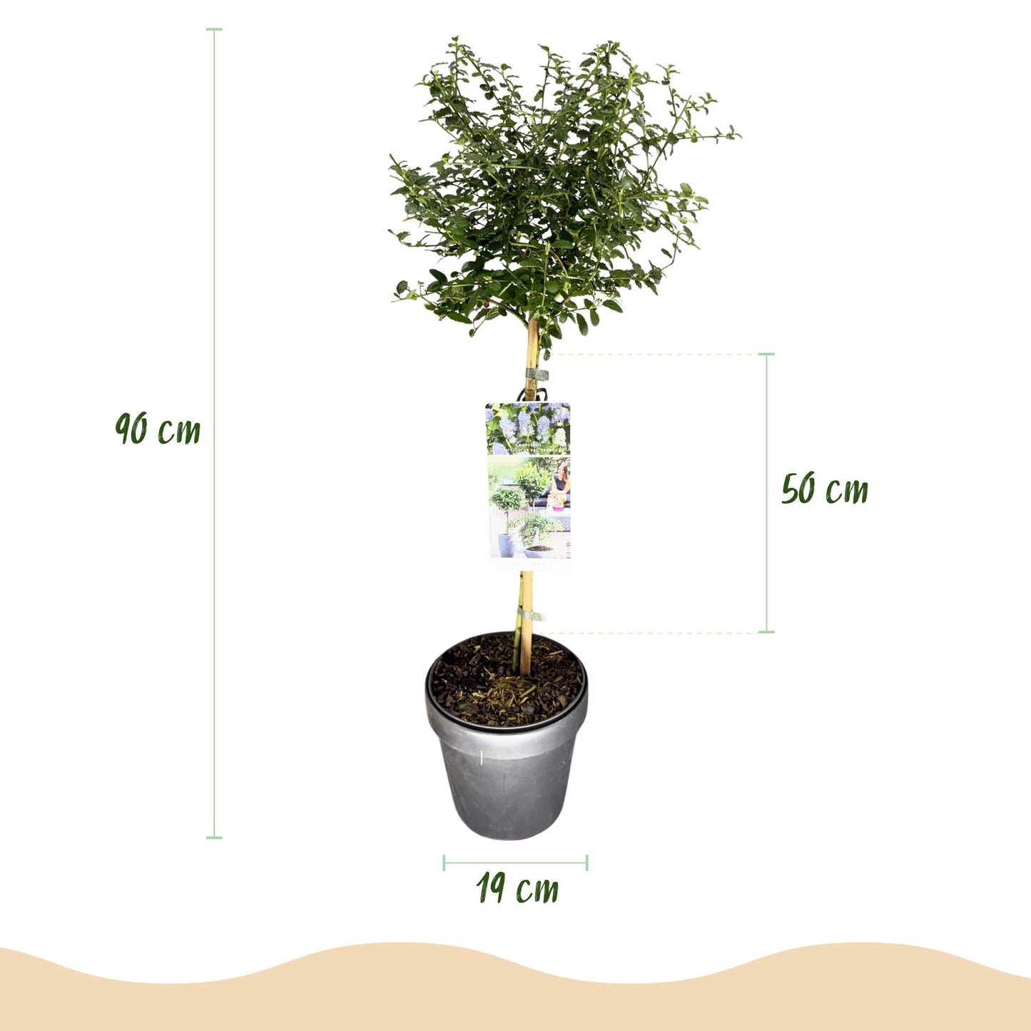 Green boutiQ - Plant op Stam - Ceanothus thyrsiflorus Repens - Terras Plant - Bladhoudend - Winterhard - Paarse Bloem - Pot 19cm Hoogte 90cm