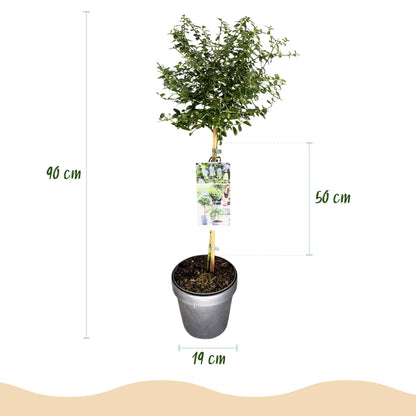 Green boutiQ - Plant op Stam - Ceanothus thyrsiflorus Repens - Terras Plant - Bladhoudend - Winterhard - Paarse Bloem - Pot 19cm Hoogte 90cm