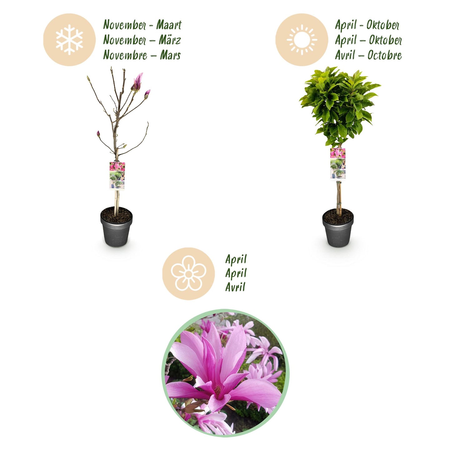 Green boutiQ - Plant op Stam - Magnolia Susan - Terras Plant - Bladverliezend - Winterhard - Roze Bloem - Pot 19cm Hoogte 90cm