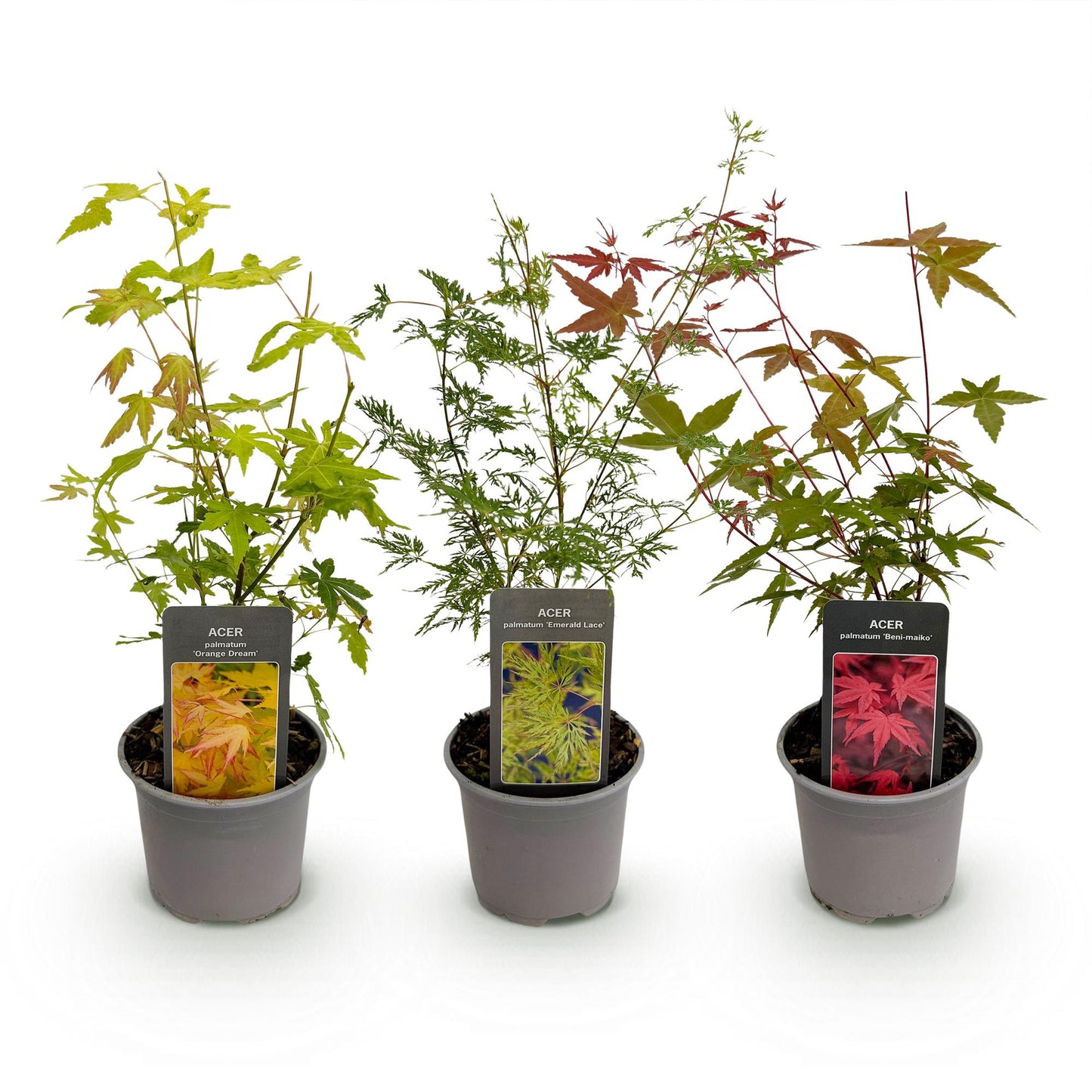 Green boutiQ - Tuinplant - Acer palmatum Tricolour - Rood-Groen-Oranje  - 3 Planten - Blad verliezend - Weinig Onderhoud - Pot 12cm Hoogte 35cm