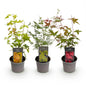 Green boutiQ - Tuinplant - Acer palmatum Tricolour - Rood-Groen-Oranje  - 3 Planten - Blad verliezend - Weinig Onderhoud - Pot 12cm Hoogte 35cm