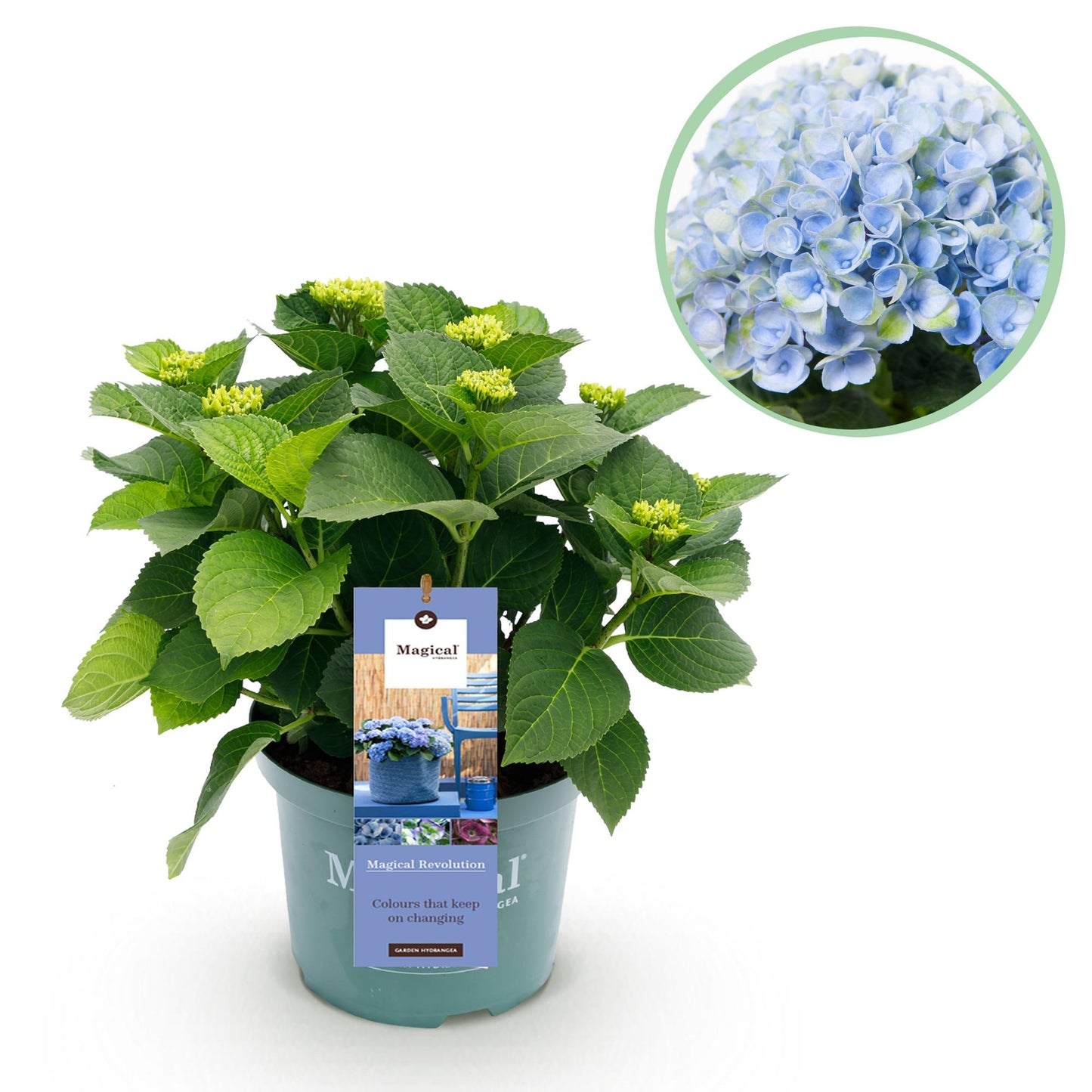 Green boutiQ - Terrasplant - Hortensia - Hydrangea Magical Revolution Blue - Blauw - 6-10 Bloemen - Pot 23cm Hoogte 55cm