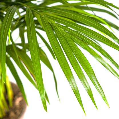 Dypsis Areca Lutescens met mand Ø21cm - ↕100 - 120cm