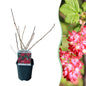 Green boutiQ - Heesters -  Ribes sanguineum Kind Edward - Bloem Rood - 1 Plant - Bladverliezend - Weinig Onderhoud - Pot 17cm Hoogte 45cm