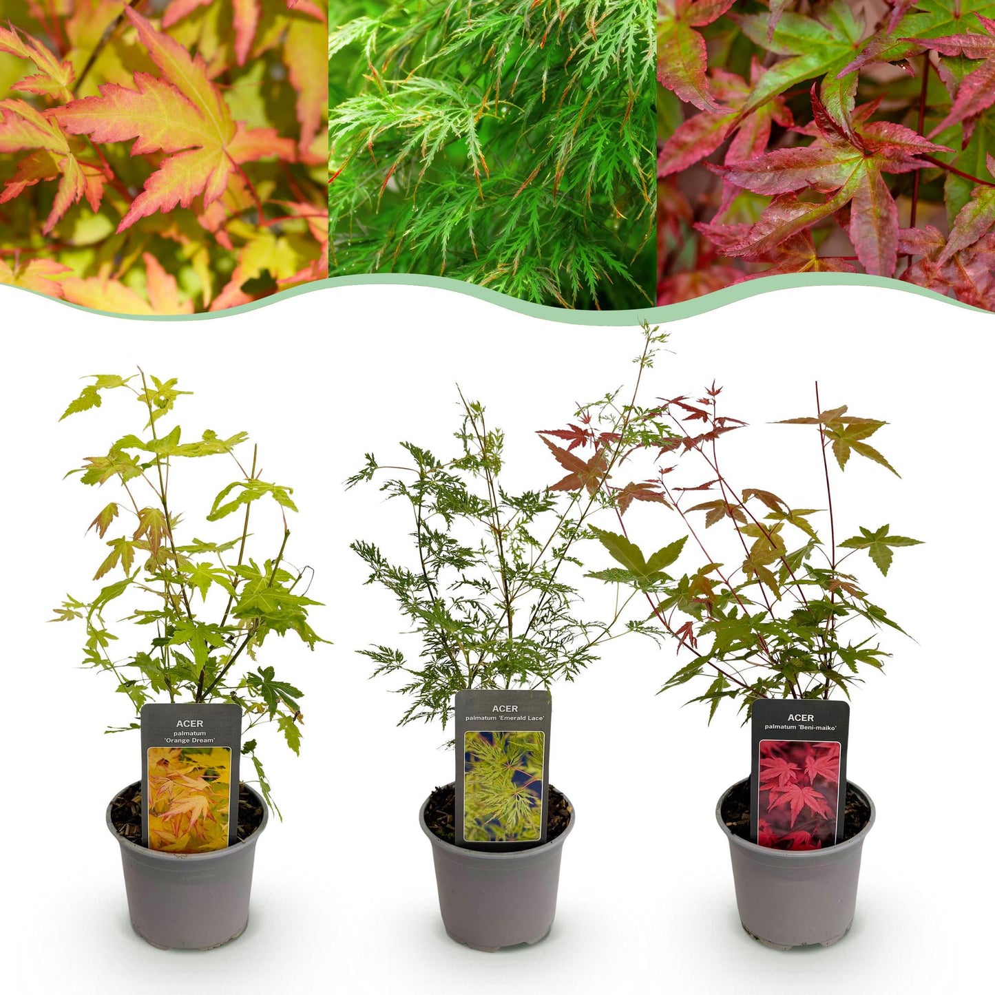 Green boutiQ - Tuinplant - Acer palmatum Tricolour - Rood-Groen-Oranje  - 3 Planten - Blad verliezend - Weinig Onderhoud - Pot 12cm Hoogte 35cm