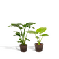 Strelitzia Nicolai - Ø19cm - ↕85cm + Alocasia Macrorrhiza - Ø19cm - ↕70cm + Mand Igmar