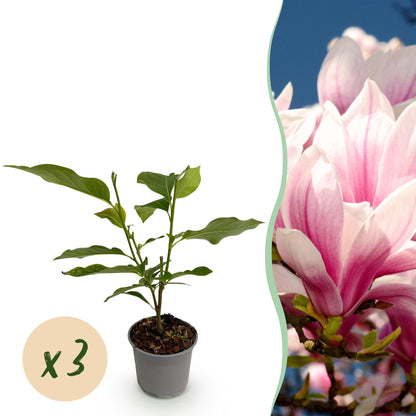 Green boutiQ - Tuinplant - Magnolia soulangeana - Bloem Roze - 3 Planten - Bladverliezend - Weinig Onderhoud - Pot 12cm Hoogte 30cm