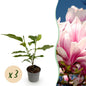 Green boutiQ - Tuinplant - Magnolia soulangeana - Bloem Roze - 3 Planten - Bladverliezend - Weinig Onderhoud - Pot 12cm Hoogte 30cm