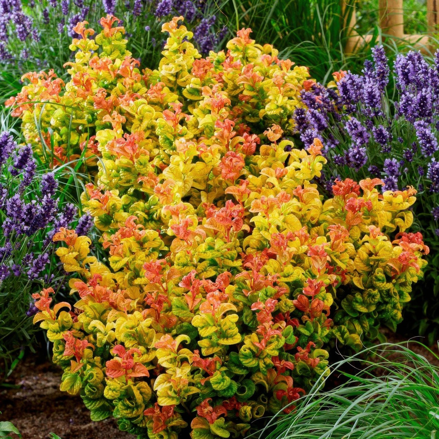 Green boutiQ - Tuinplant - Leucothoe Curly Gold - Geel - 2 Planten - Groenblijvend - Weinig Onderhoud - Pot 17cm Hoogte 40cm