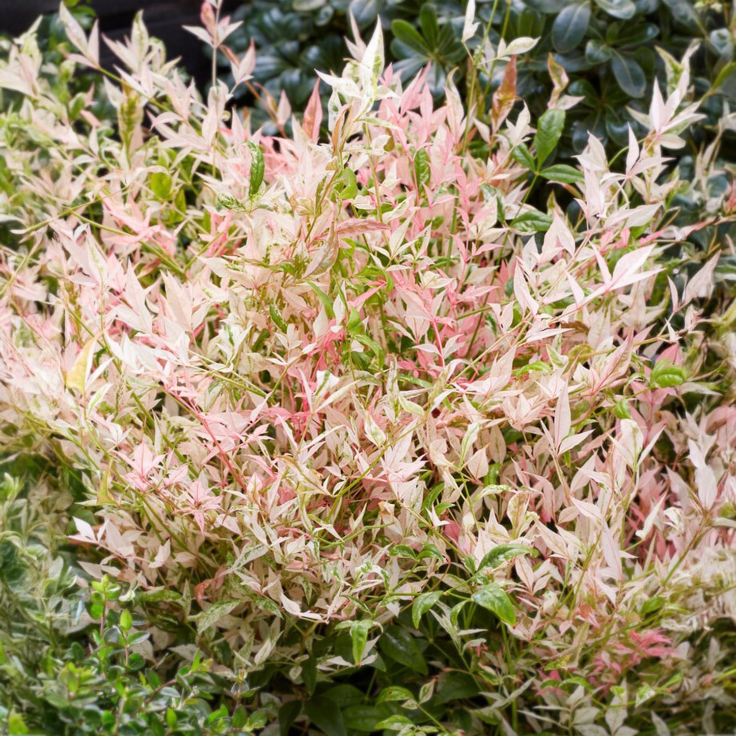 Green boutiQ - Tuinplant - Nandina Twilight - Bont & Roze - 2 Planten - Groenblijvend - Weinig Onderhoud - Pot 17cm Hoogte 45cm
