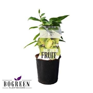 Actinidia Issai (12063) - Ø12cm - ↕30cm