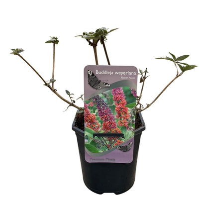 Green boutiQ - Vlinderstruik - Buddleja davidii Flower Power - Bloem Oranje Paars - 3 Planten - 1m2 - Bladverliezend - Vlinderlokkend -  Pot 17cm Hoogte 30cm