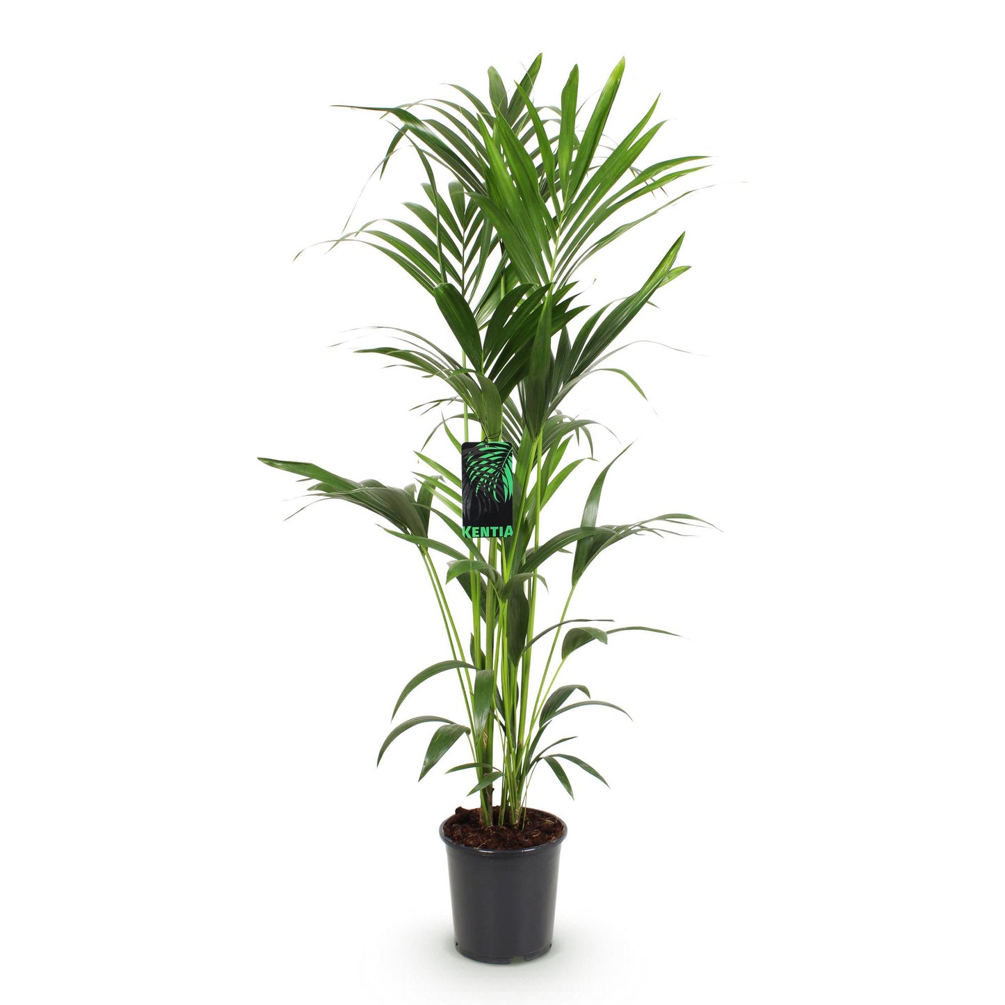 Green boutiQ - Kamerplant - Howea Forsteriana - Kentia Palm - Weinig Onderhoud - Groen - 1 plant - Pot 24cm - Hoogte 140-150cm