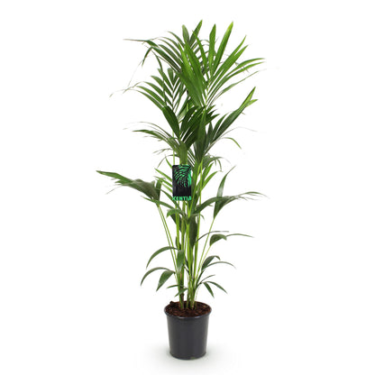 Green boutiQ - Kamerplant - Howea Forsteriana - Kentia Palm - Weinig Onderhoud - Groen - 1 plant - Pot 24cm - Hoogte 140-150cm