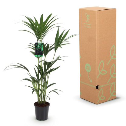 Green boutiQ - Kamerplant - Howea Forsteriana - Kentia Palm - Weinig Onderhoud - Groen - 1 plant - Pot 24cm - Hoogte 140-150cm