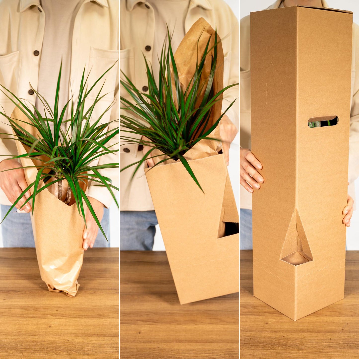 Calathea Zebrina - Pauwenplant - Ø19cm - ↕80cm