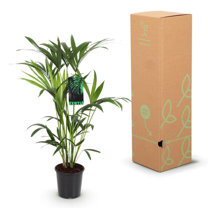 Green boutiQ - Kamerplant - Howea Forsteriana - Kentia Palm - Weinig Onderhoud - Groen - 2 planten - Pot 19cm - Hoogte 80-85cm