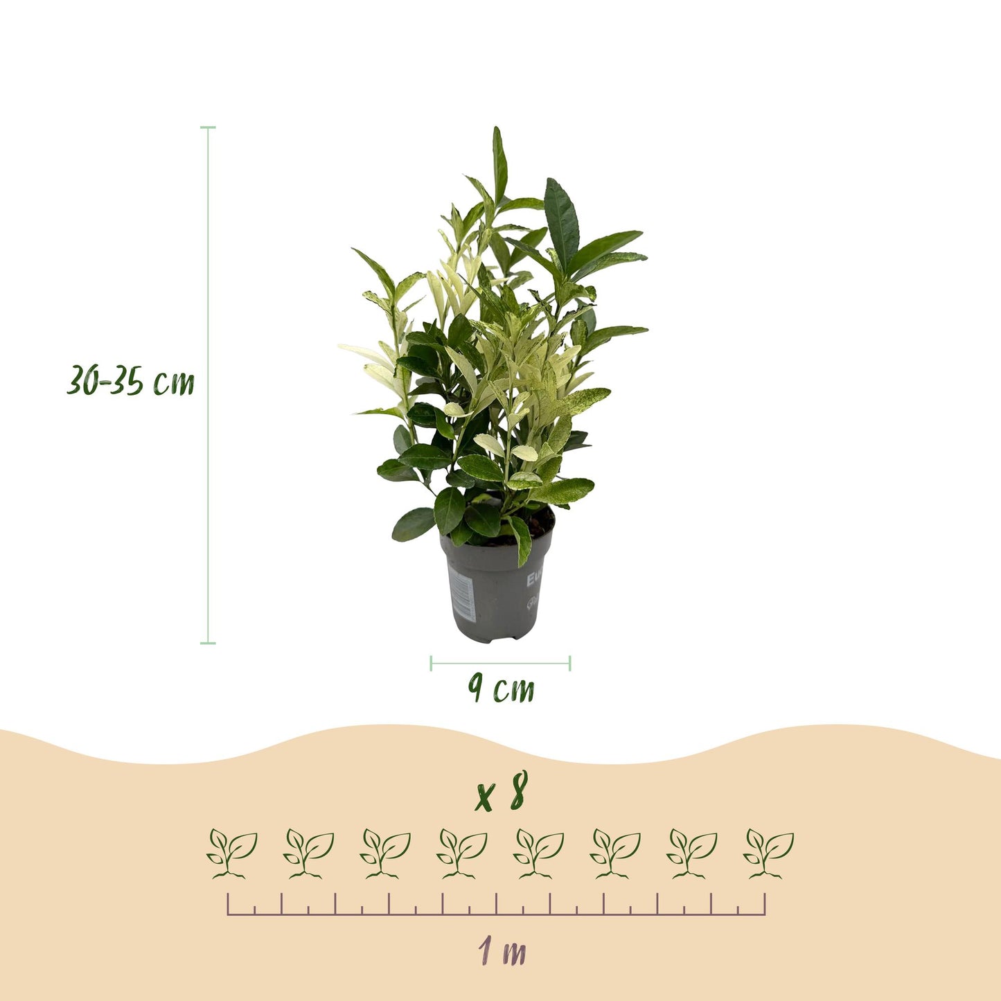 Green boutiQ - Haagplanten - Euonymus japonica Paloma Blanca - Blad Groen en Wit - 8 Planten - 1 Strekkende Meter - Groenblijvend - Pot 9cm Hoogte 30-35cm