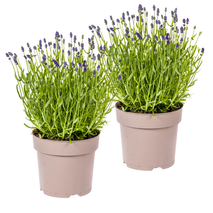 2x Lavandula Angustifolia Ø19cm - ↕40 - 50cm