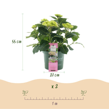 Green boutiQ - Terrasplant - Hortensia - Hydrangea Magical Jewel Pink - Roze - 6-10 Bloemen - 2 Planten - Pot 23cm Hoogte 55cm