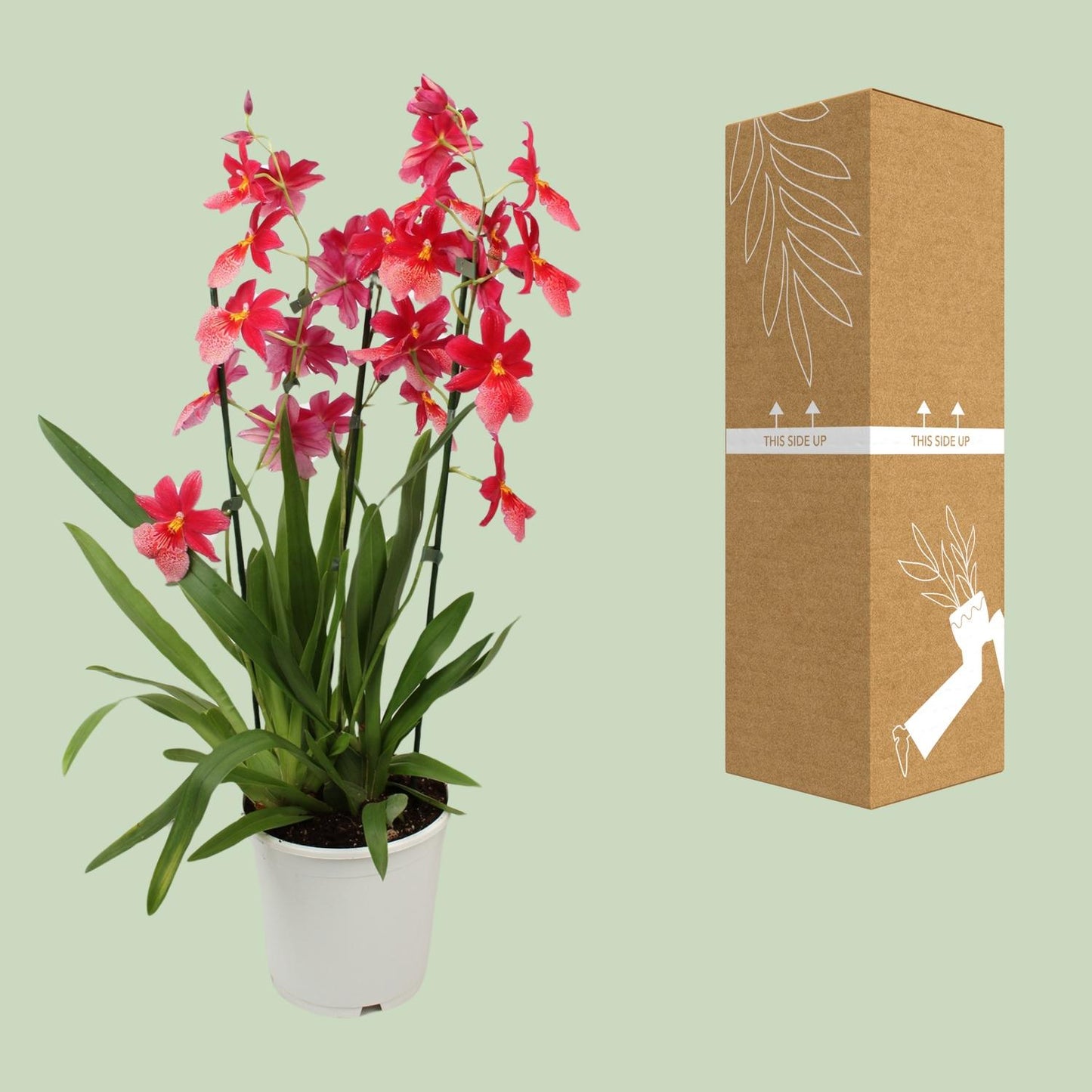 Orchidee: Cambria Nelly Isler - Ø19cm - ↕70cm
