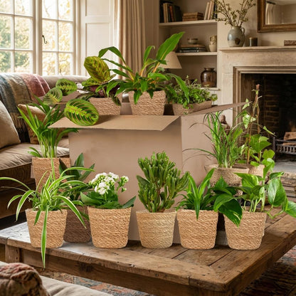 Groene Tweede Kans Box (12 stuks) - incl. 12 x mand Zeegras