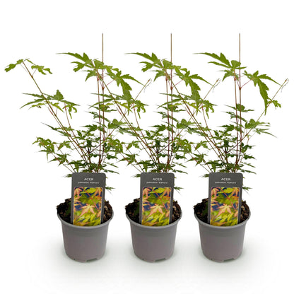 Green boutiQ - Tuinplant - Acer palmatum Sangokaku - Groen - 3 Planten - Bladverliezend - Weing Onderhoud - Pot 12cm Hoogte 35cm