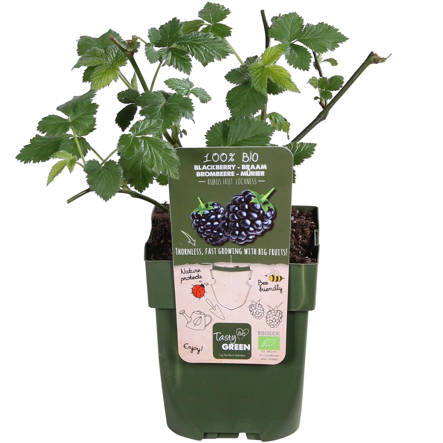Rubus idaeus Lochness - Bramen - Ø13cm - ↕45cm