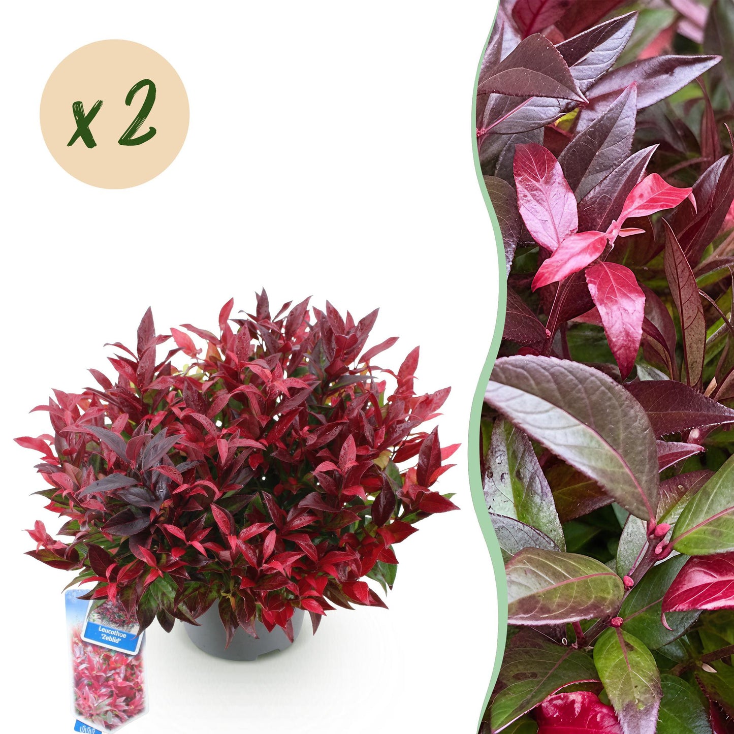 Green boutiQ - Tuinplant - Leucothoe Zeblid - Rood - 2 Planten - Groenblijvend - Weinig Onderhoud - Pot 17cm Hoogte 45cm