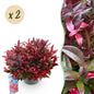 Green boutiQ - Tuinplant - Leucothoe Zeblid - Rood - 2 Planten - Groenblijvend - Weinig Onderhoud - Pot 17cm Hoogte 45cm
