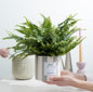 Nephrolepis Green Lady Gift "Breath" WITH GREETING CARD! - Ø12cm - ↕35cm