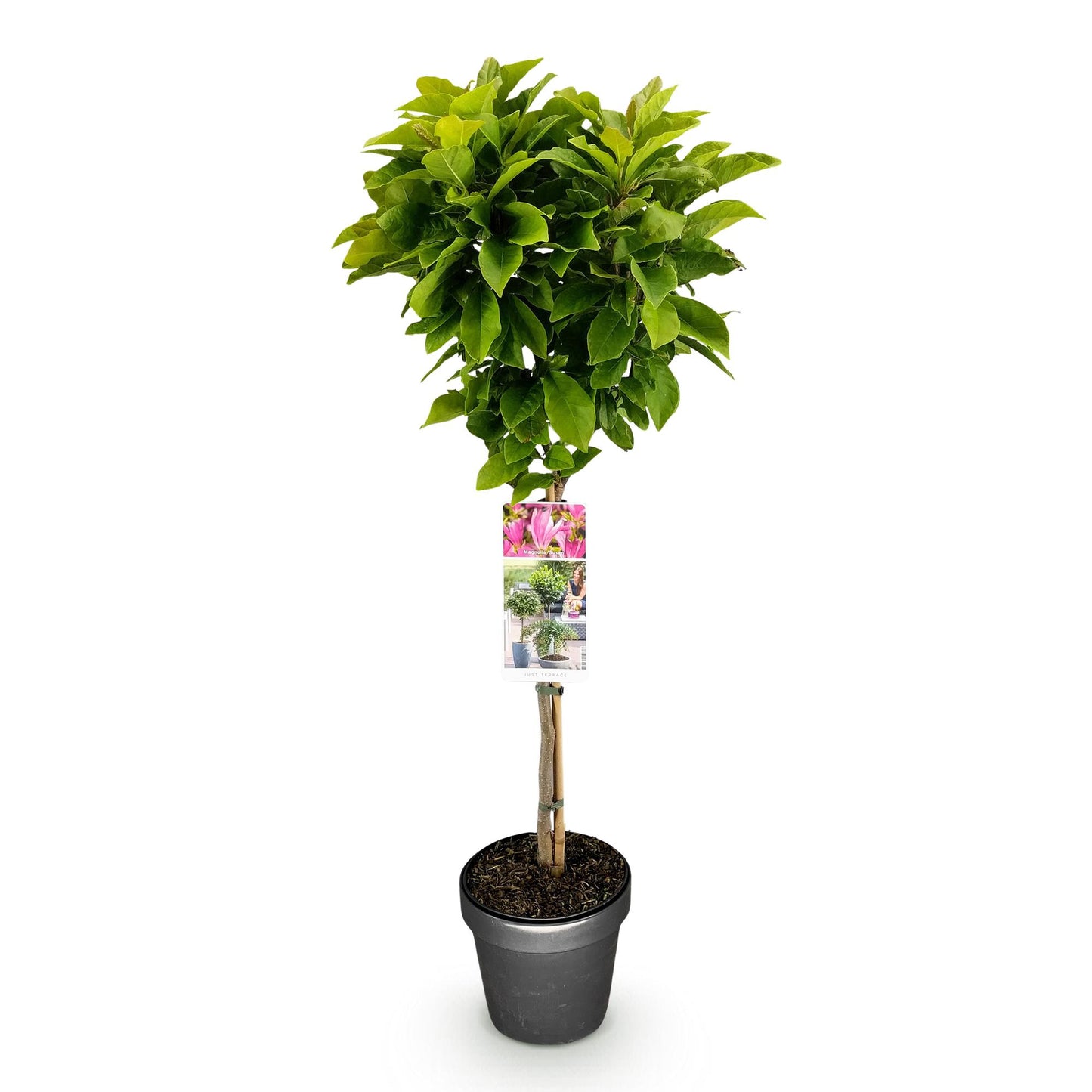 Green boutiQ - Plant op Stam - Magnolia Susan - Terras Plant - Bladverliezend - Winterhard - Roze Bloem - Pot 19cm Hoogte 90cm