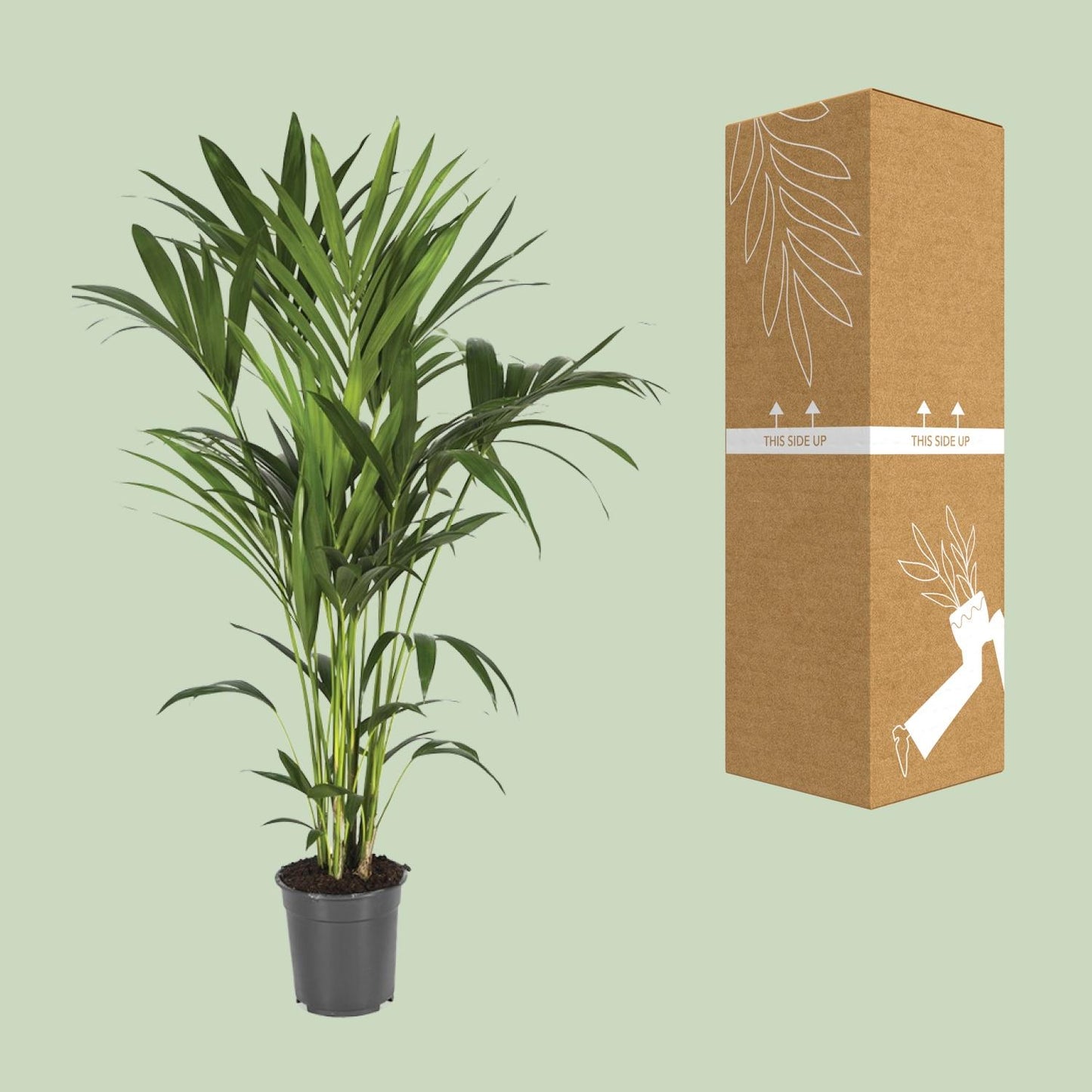 Howea Forsteriana - Ø21cm - ↕120cm