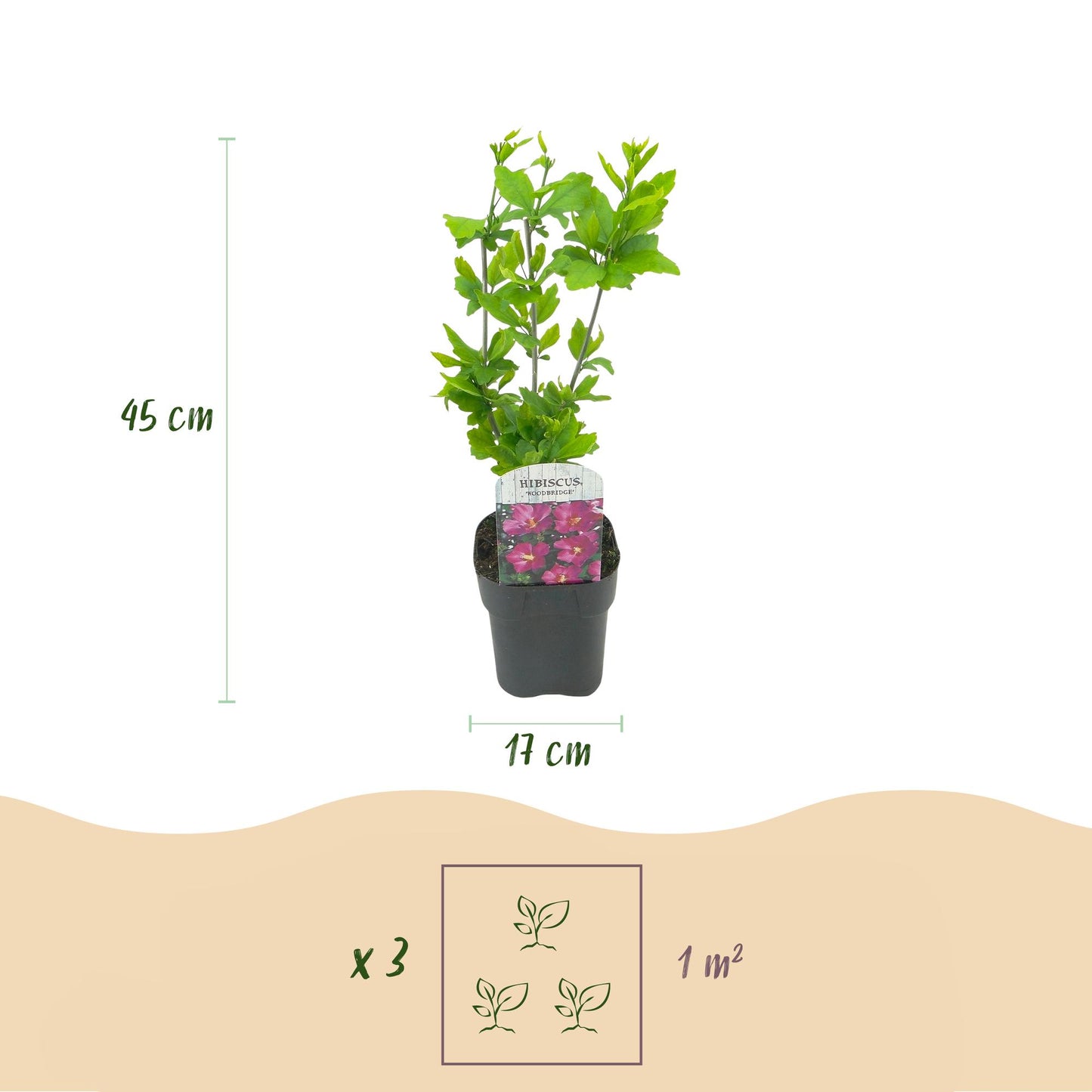 Green boutiQ - Heesters - Hibiscus syriacus Woodbridge - Bloem Roze - 1 Plant - Bladverliezend - Weinig Onderhoud - Pot 17cm Hoogte 45cm