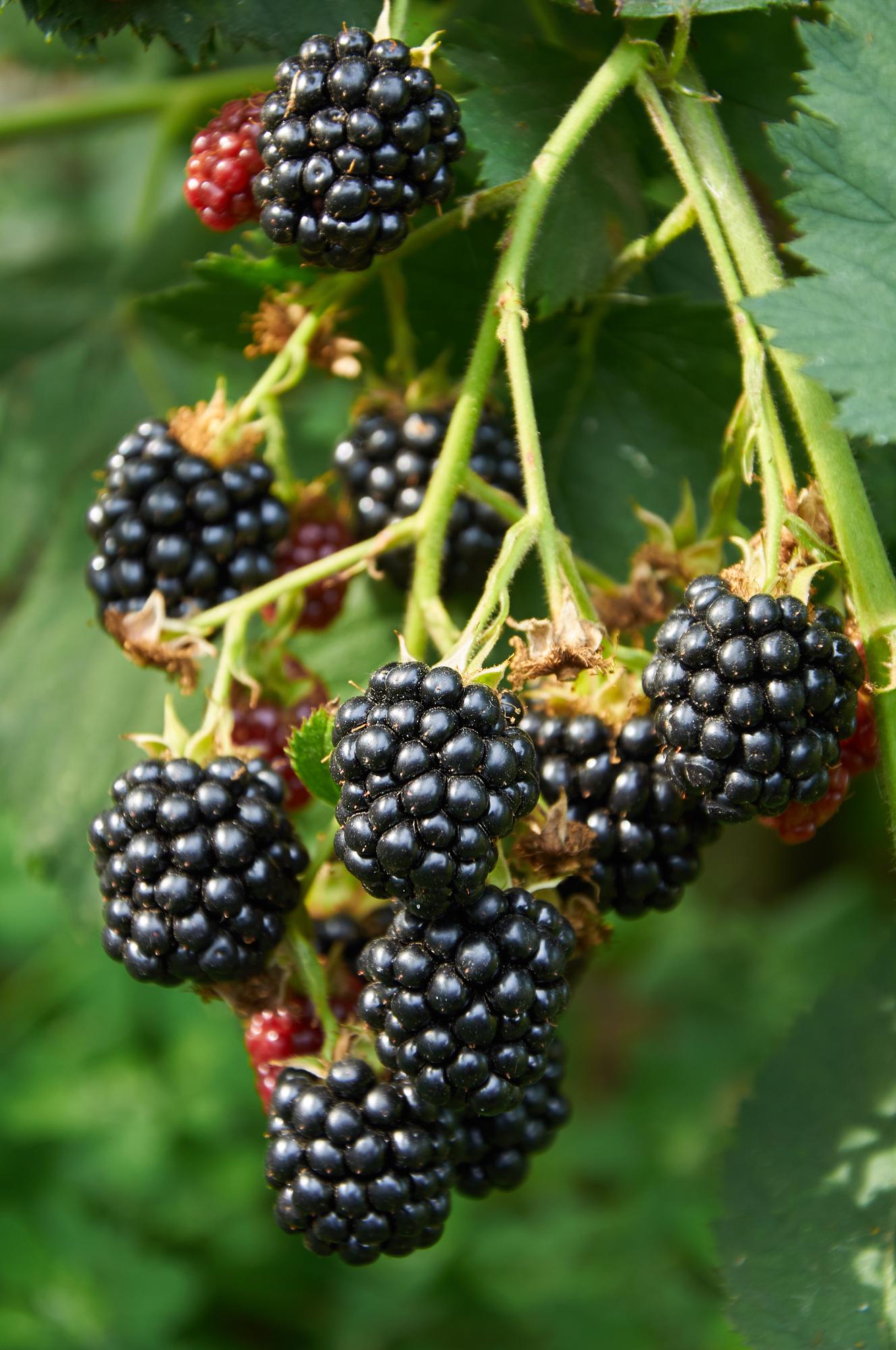 Rubus idaeus Lochness - Bramen - Ø13cm - ↕45cm