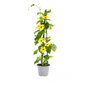 4x Thunbergia Alata Sunny Susy Mix Ø13 cm - ↕60 cm
