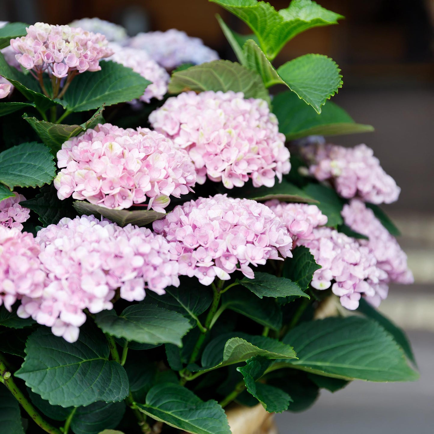 Green boutiQ - Terrasplant - Hortensia - Hydrangea Magical Revolution Pink - Pink - 6-10 Bloemen - Pot 23cm Hoogte 55cm