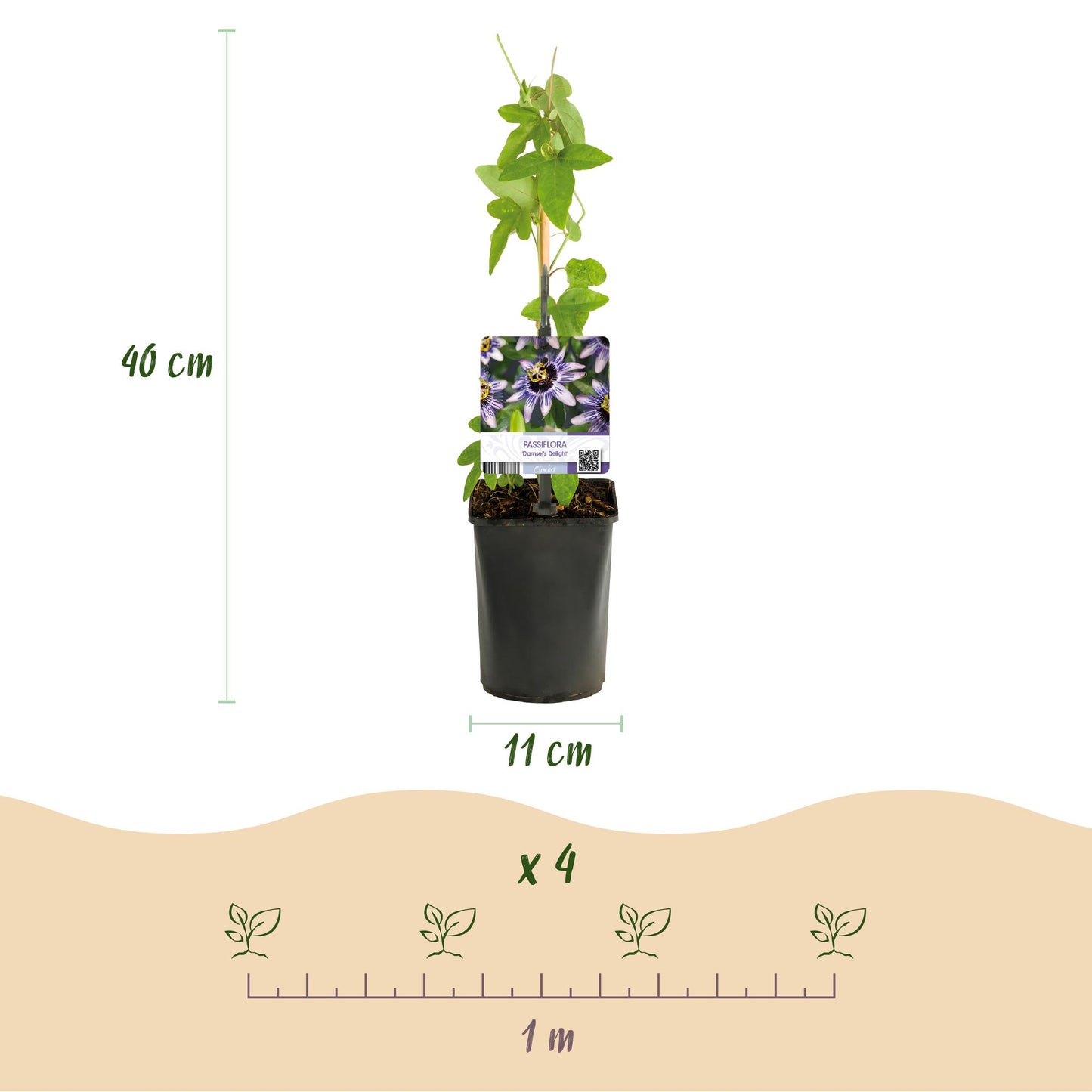 Green boutiQ - Passiebloem - Passiflora Tricolour  - Bloem Roze Wit Paars - Weinig onderhoud - 3 planten - Pot 11cm Hoogte 40cm