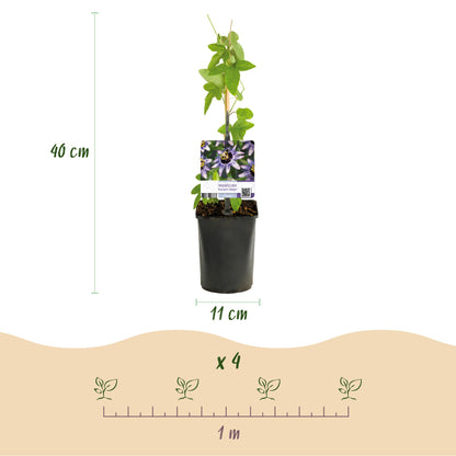 Green boutiQ - Passiebloem - Passiflora Tricolour  - Bloem Roze Wit Paars - Weinig onderhoud - 3 planten - Pot 11cm Hoogte 40cm