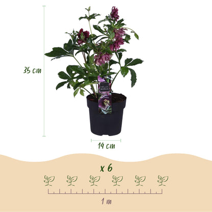 Green boutiQ - Tuinplant - Lenten Rose - Helleborus orientalis Double Ellen Red - Rode Bloem -2 Planten - Groenblijvend - Pot 14cm Hoogte 35cm