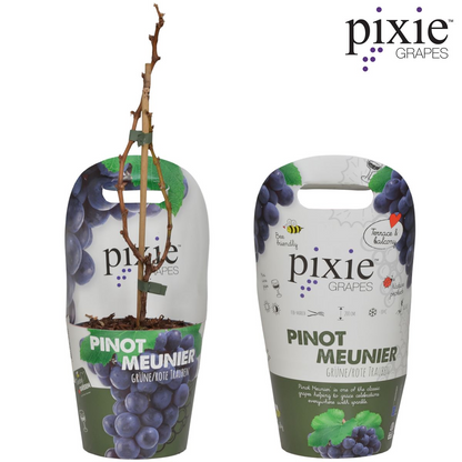 Vitis Pixie Pinot Noir - Blauwe wijndruif - Ø21cm - ↕70cm - Ø14 - ↨30cm