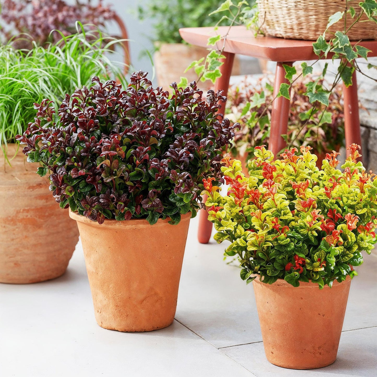 Green boutiQ - Tuinplant - Leucothoe Curly Duo - Geel & Rood - 2 Planten - Groenblijvend - Weinig Onderhoud - Pot 17cm Hoogte 40cm