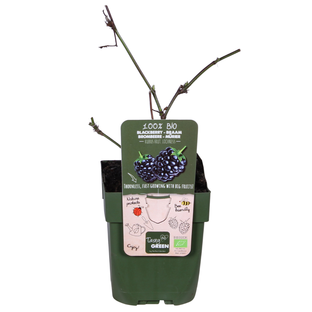 Rubus idaeus Lochness - Bramen - Ø13cm - ↕45cm