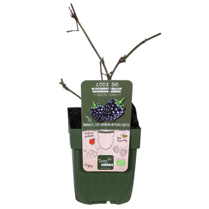 Rubus idaeus Lochness - Bramen - Ø13cm - ↕45cm