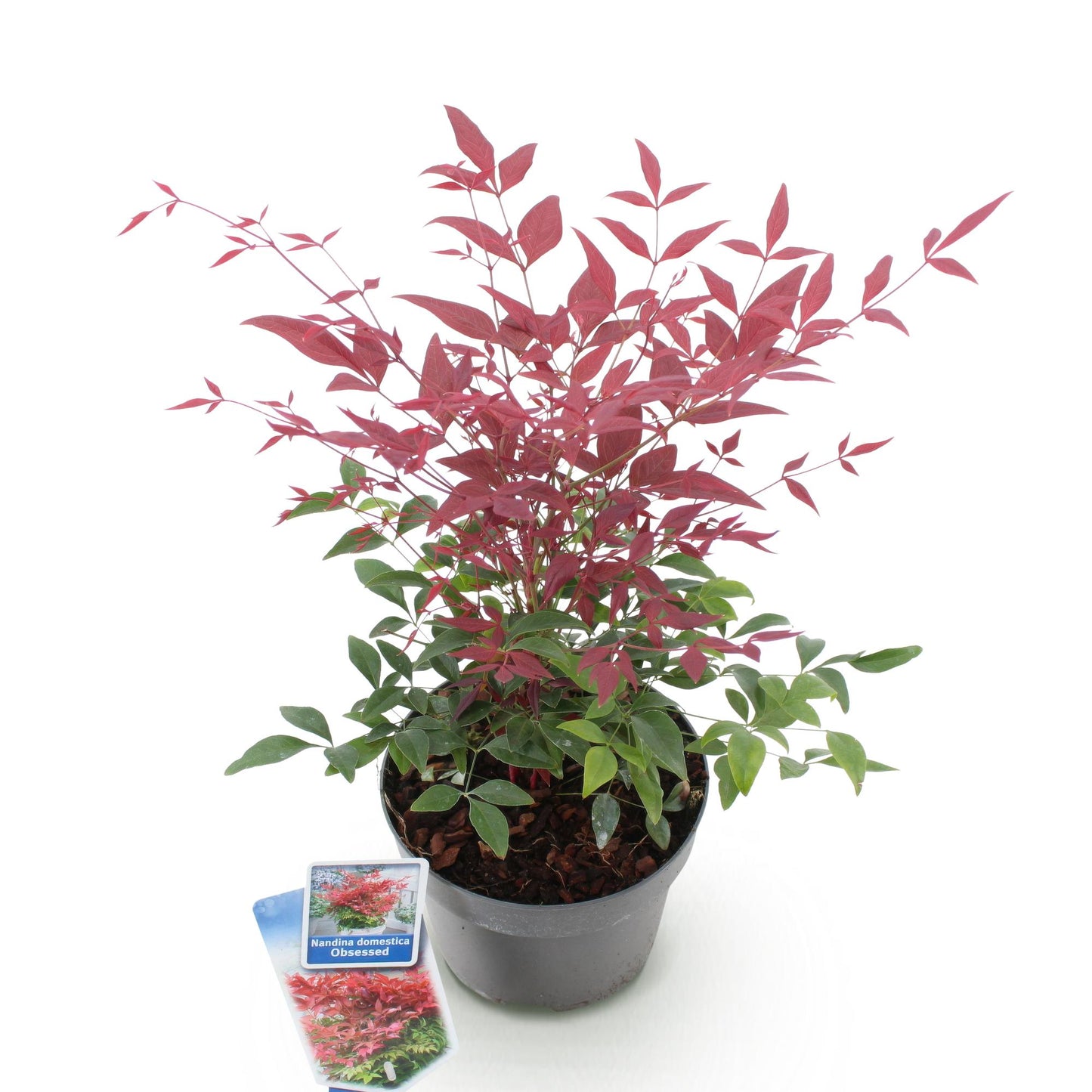 Green boutiQ - Tuinplant - Nandina Obsessed - Rood - 1 Plant - Groenblijvend - Weinig Onderhoud - Pot 17cm Hoogte 45cm