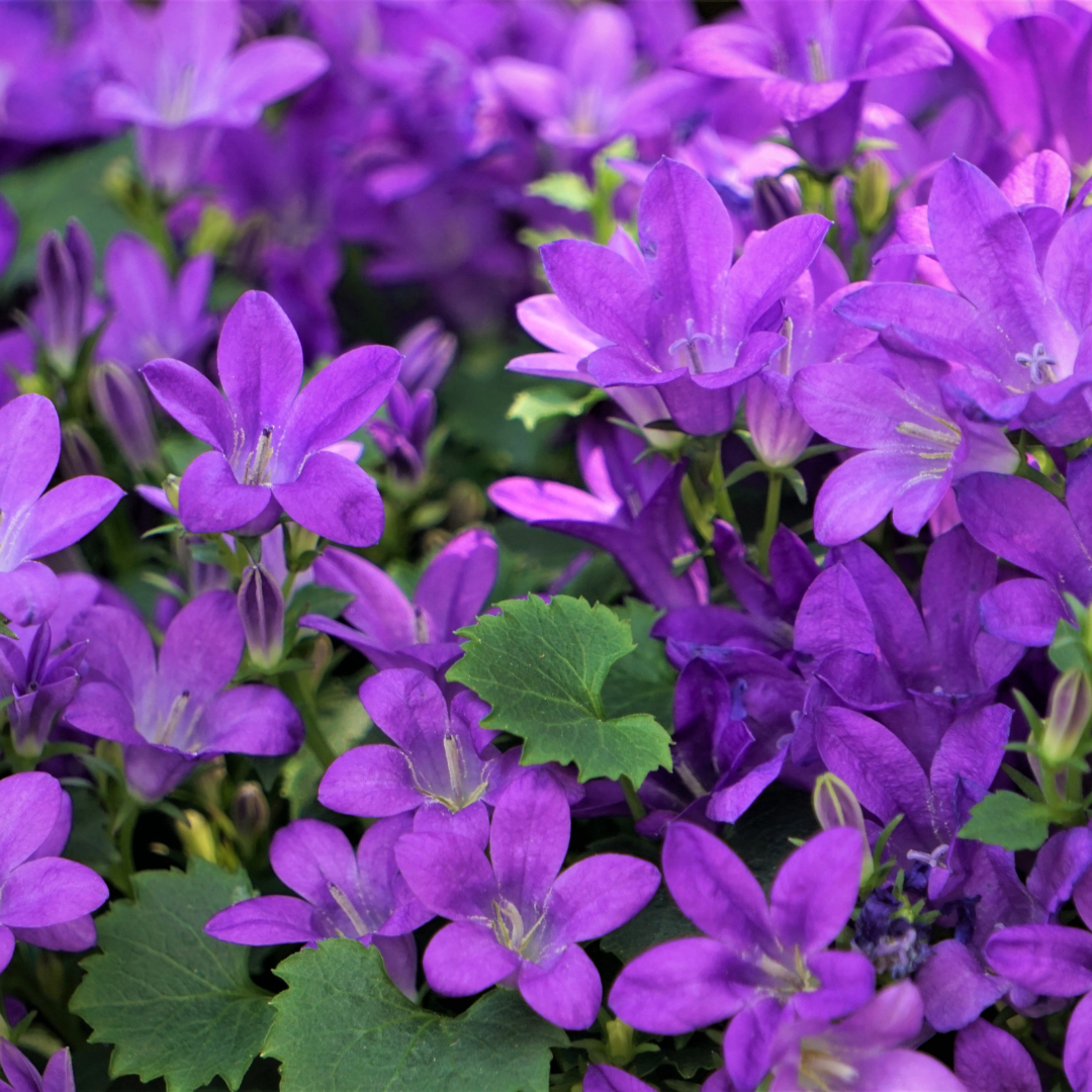 12x Campanula portenschlagiana - ↕10-25cm - Ø9cm
