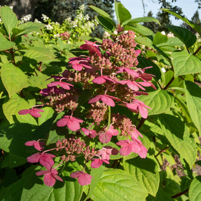 Green boutiQ - Pluim Hortensia - Hydrangea panniculata Wims Red - Bloem Wit Rood  - 1 Plant - Bladverliezend - Grote Bloemen - Pot 17cm Hoogte 50cm