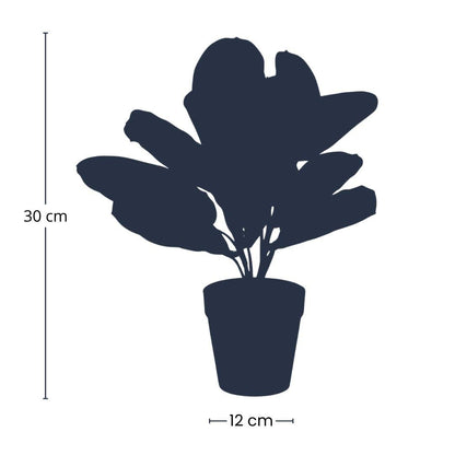 Maranta groen - 30cm - In zwarte pot - Kunstplant - ARTIFICIAL