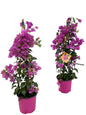 Bougainvillea Sanderiana Piramide - 1 stuk -  Ø17cm - ↕70cm