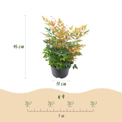 Green boutiQ - Tuinplant - Nandina Gulfstream - Oranje - 2 Planten - Groenblijvend - Weinig Onderhoud - Pot 17cm Hoogte 45cm